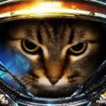 marine cat starcraft ii by madmiaw-d2z3ub4